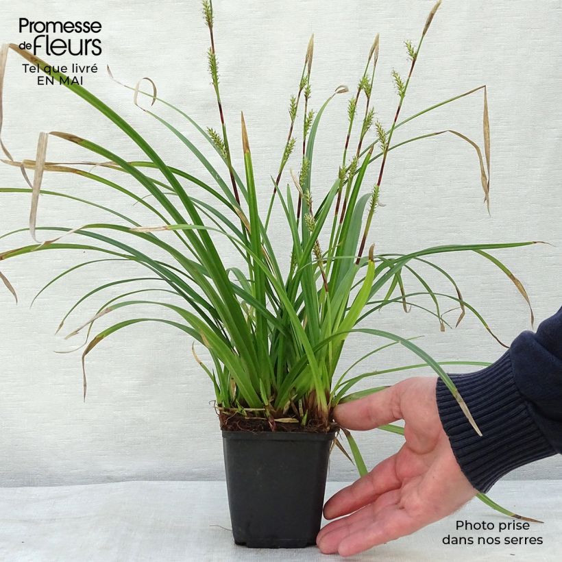 Carex morrowii Irish Green 8/9 cm pot sample as delivered in spring