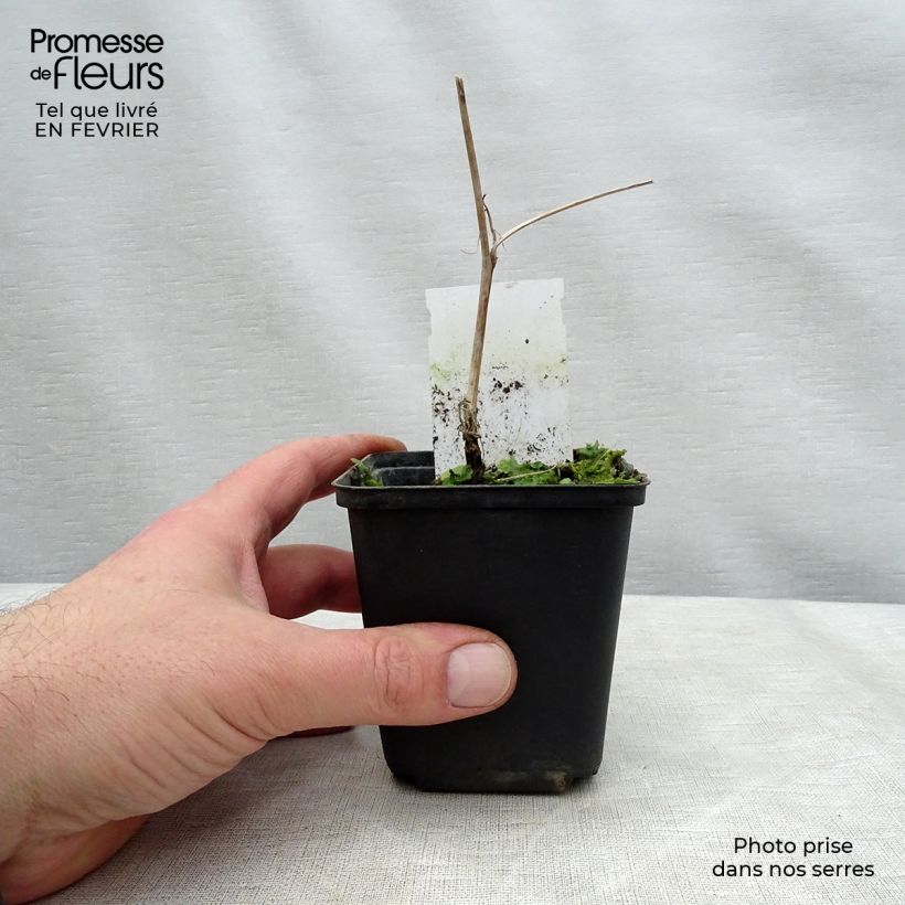 Carex morrowii Variegata 1L/1.5L pot sample as delivered in winter