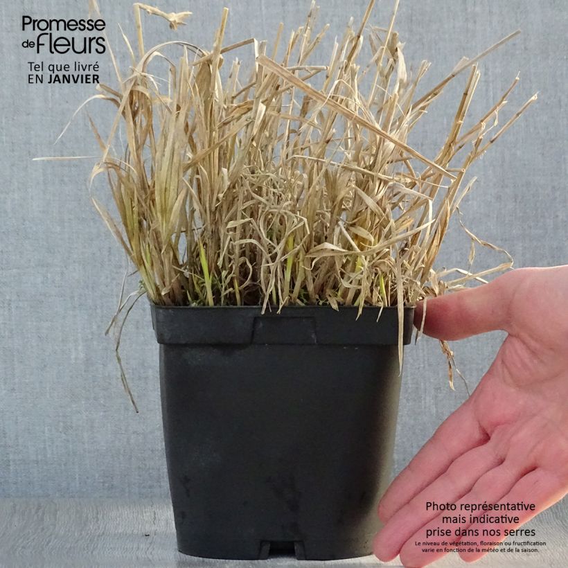 Carex muskingumensis 2L/3L pot sample as delivered in winter