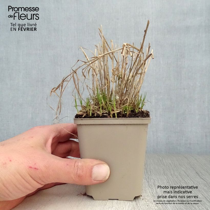 Carex muskingumensis Little Midge 8/9 cm pot sample as delivered in winter