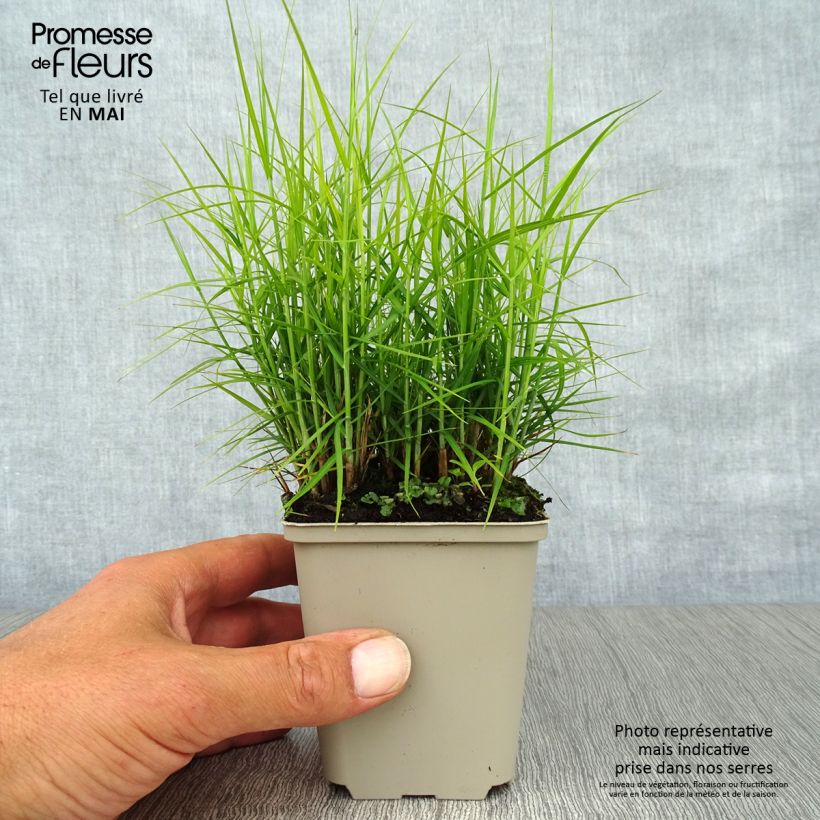 Carex muskingumensis Little Midge 8/9 cm pot sample as delivered in spring