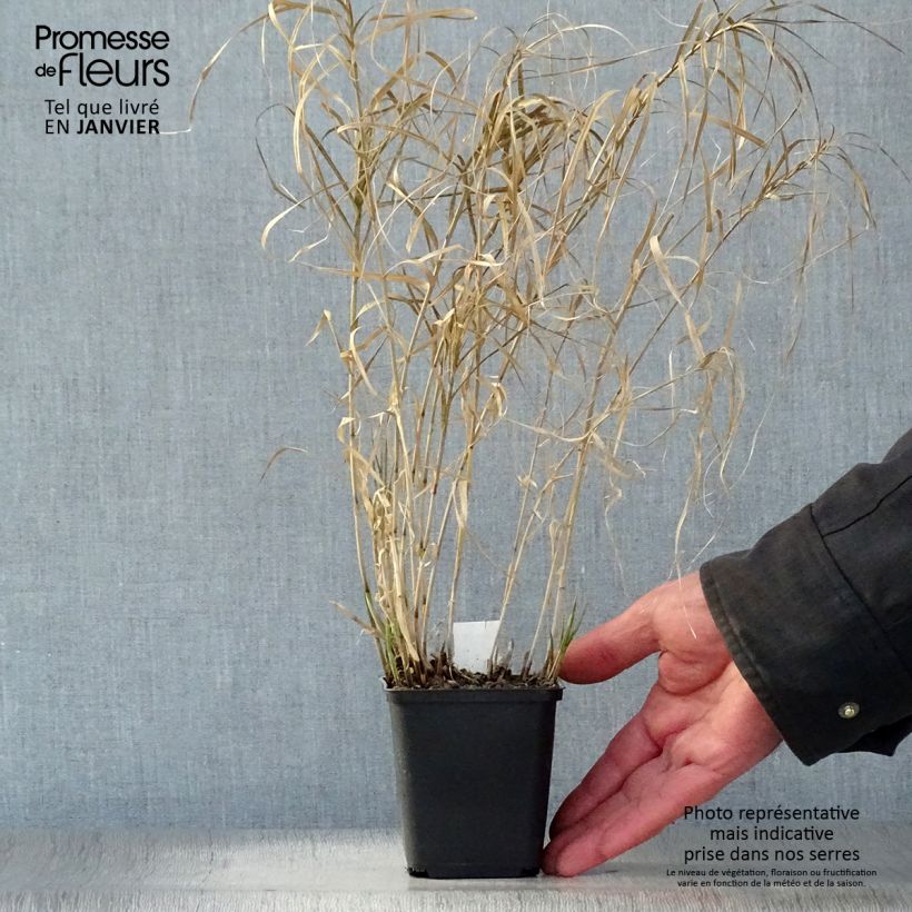 Carex muskingumensis Silberstreif 8/9 cm pot sample as delivered in winter