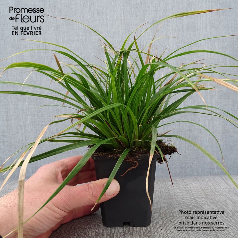 Carex muskingumensis Variegata 8/9 cm pot sample as delivered in winter