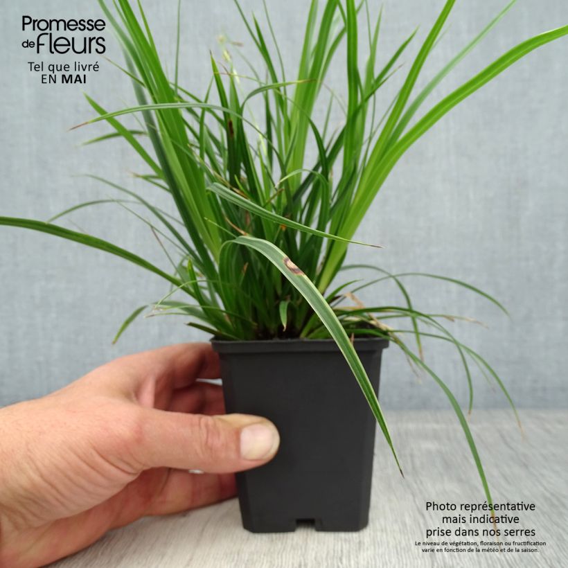 Carex muskingumensis Variegata 8/9 cm pot sample as delivered in spring
