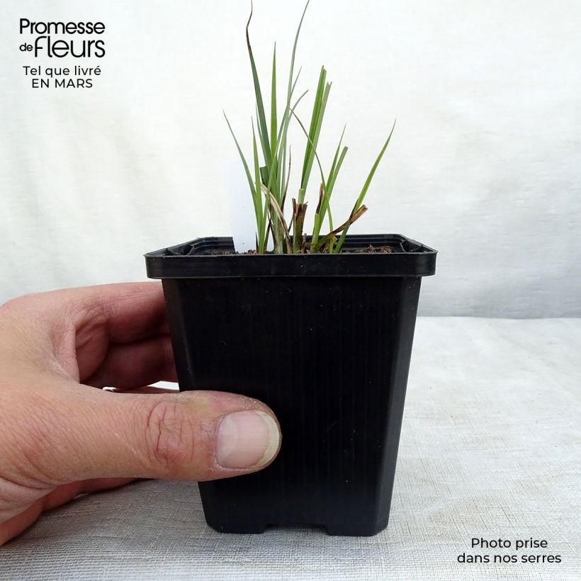 Carex nigra 8/9 cm pot sample as delivered in winter