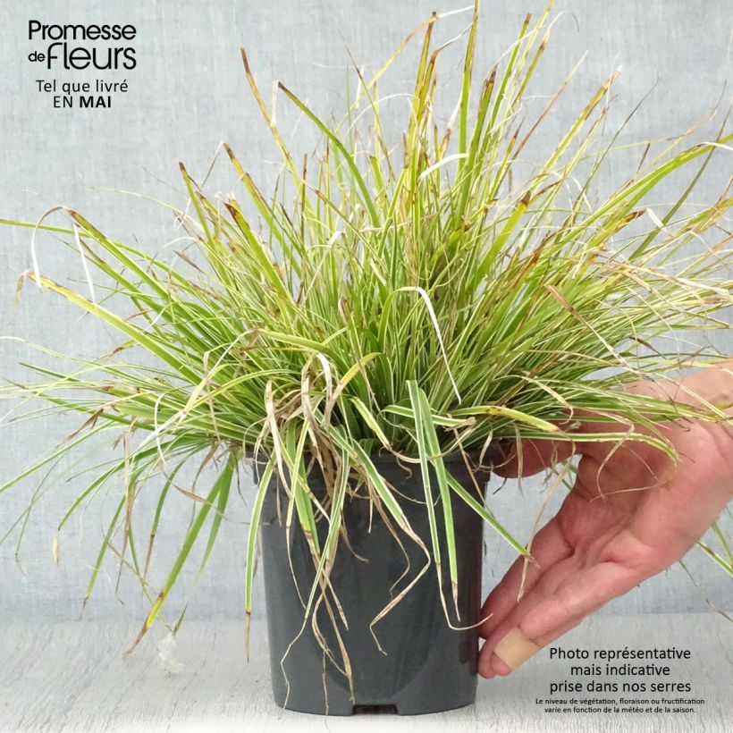 Carex oshimensis Everest - Oshima sedge 2L/3L pot sample as delivered in spring