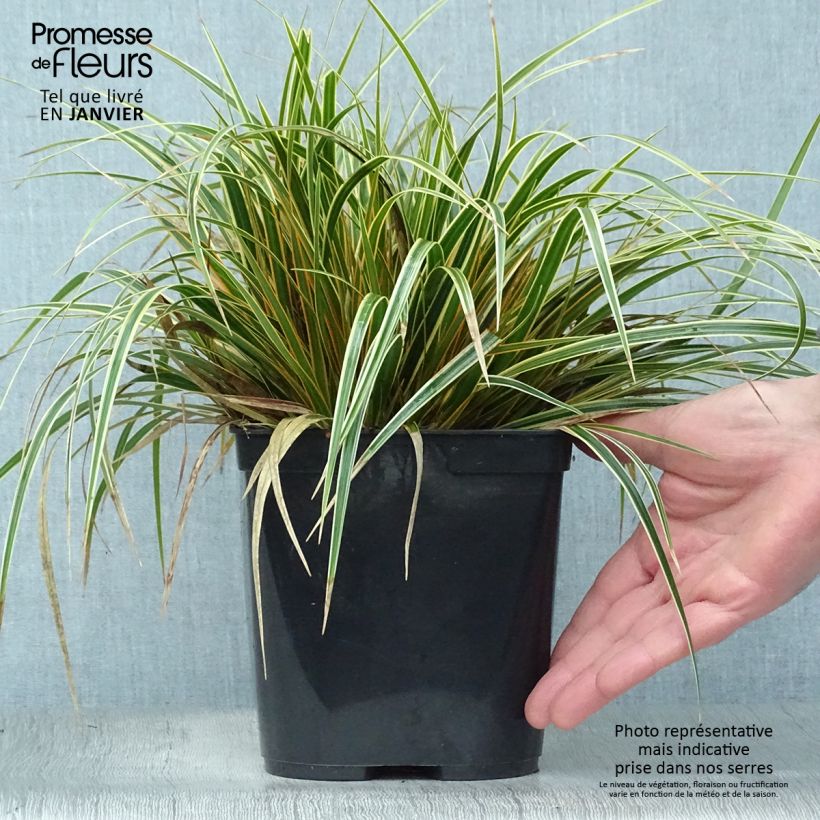 Carex oshimensis Everglow - Oshima Sedge 1.5L/2L pot sample as delivered in winter