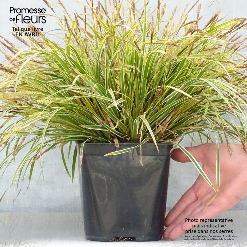 Carex oshimensis Everglow - Oshima Sedge 1.5L/2L pot sample as delivered in spring
