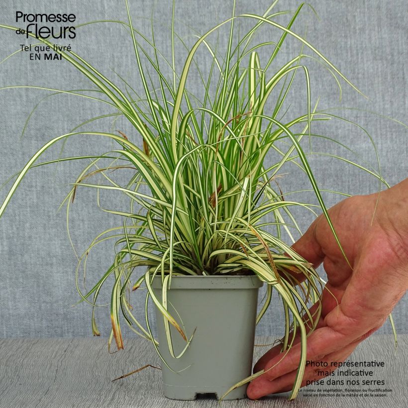 Carex oshimensis Evergold - Oshima Sedge 8/9 cm pot sample as delivered in spring