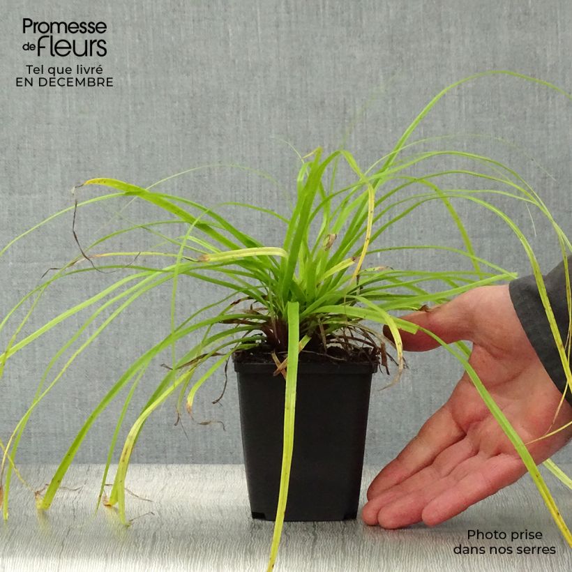 Carex oshimensis Everillo - Oshima Sedge 8/9 cm pot sample as delivered in winter