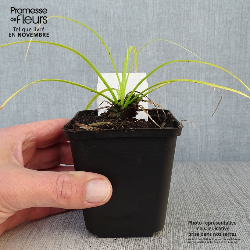 Carex oshimensis Everillo - Oshima Sedge 8/9 cm pot sample as delivered in autumn