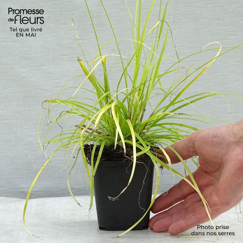 Carex oshimensis Everillo - Oshima Sedge 8/9 cm pot sample as delivered in spring
