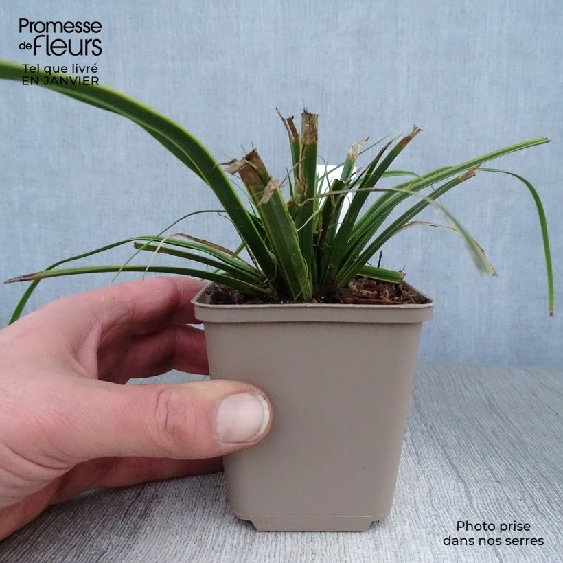 Carex oshimensis EverColor Everlime - Oshima Sedge 8/9 cm pot sample as delivered in winter