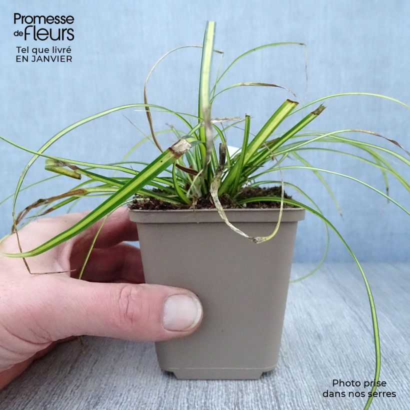 Carex oshimensis Eversheen - Oshima Sedge 8/9 cm pot sample as delivered in winter