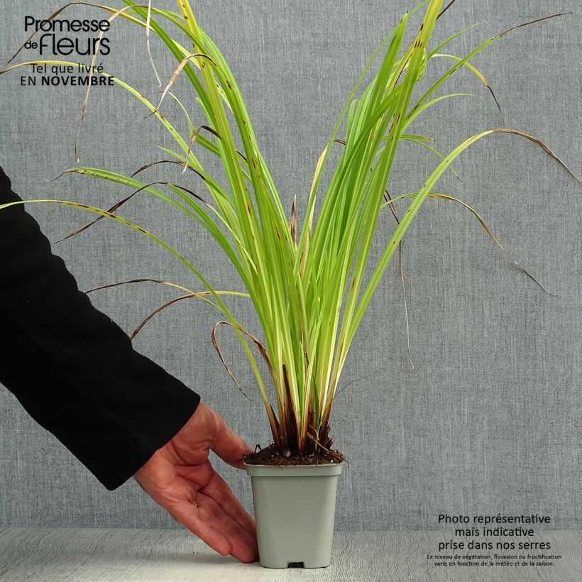 Carex pendula 8/9 cm pot sample as delivered in autumn