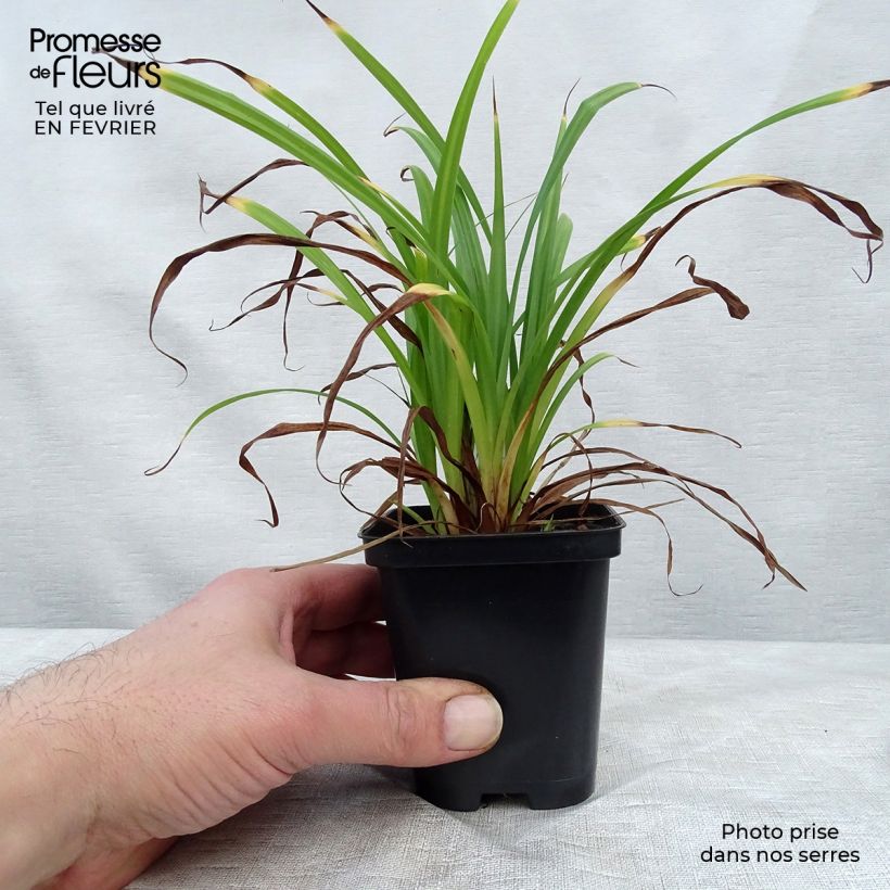 Carex pendula 8/9 cm pot sample as delivered in winter