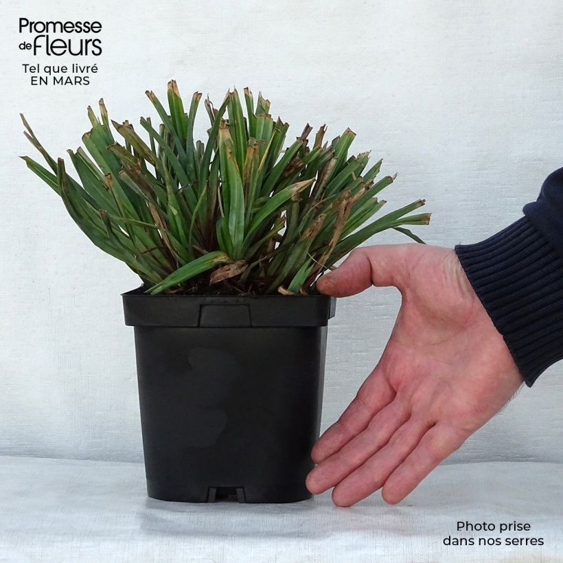 Carex pendula 2L/3L pot sample as delivered in spring