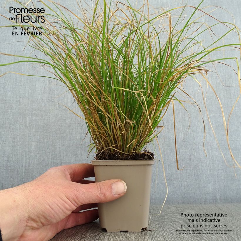 Carex remota 8/9 cm pot sample as delivered in winter