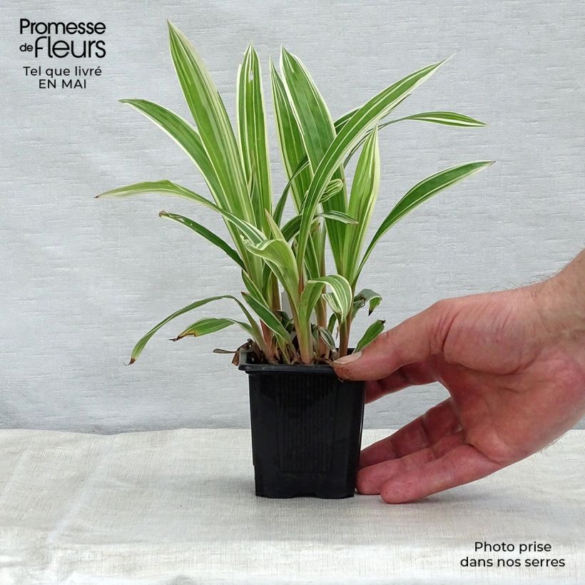Carex siderosticta Variegata 8/9 cm pot sample as delivered in spring