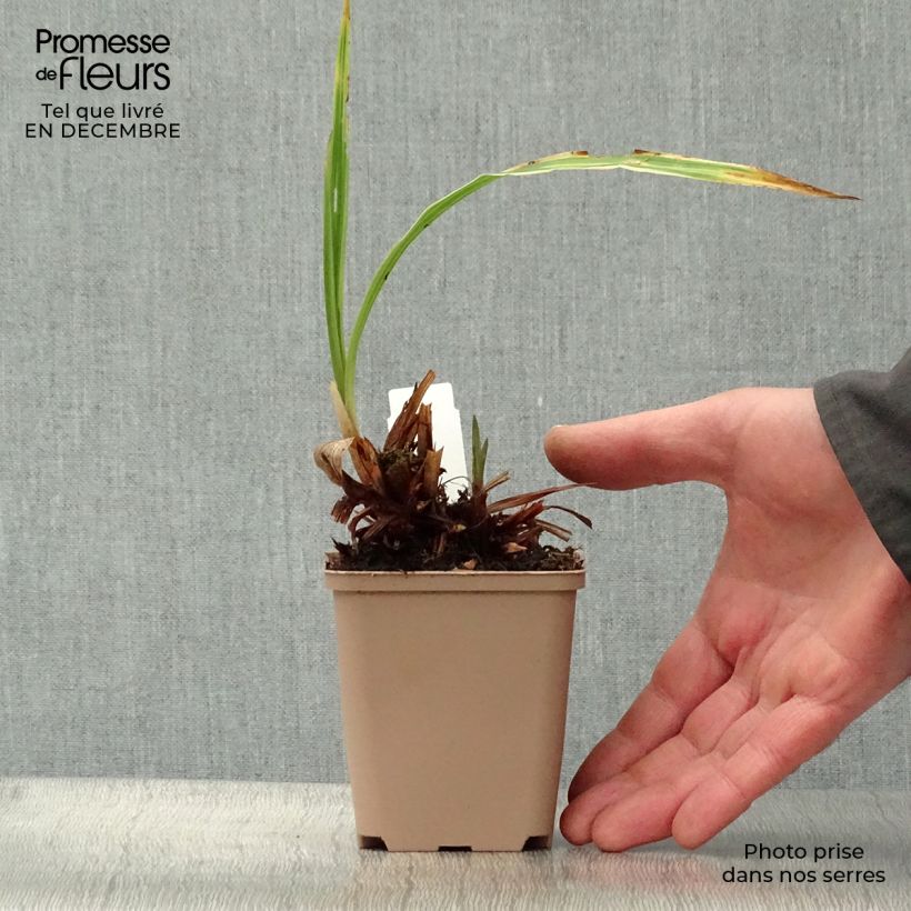 Carex siderosticta Variegata 8/9 cm pot sample as delivered in winter