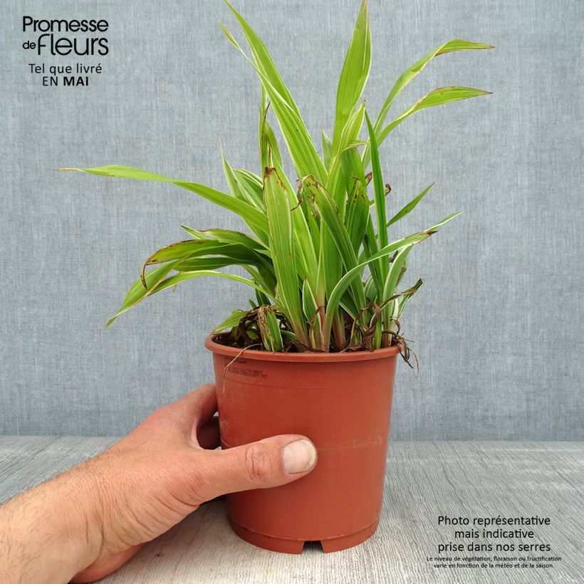 Carex siderosticta Variegata 1L/1.5L pot sample as delivered in spring