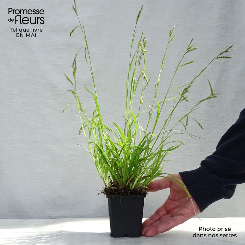 Carex sylvatica - Wood Sedge 8/9 cm pot sample as delivered in spring