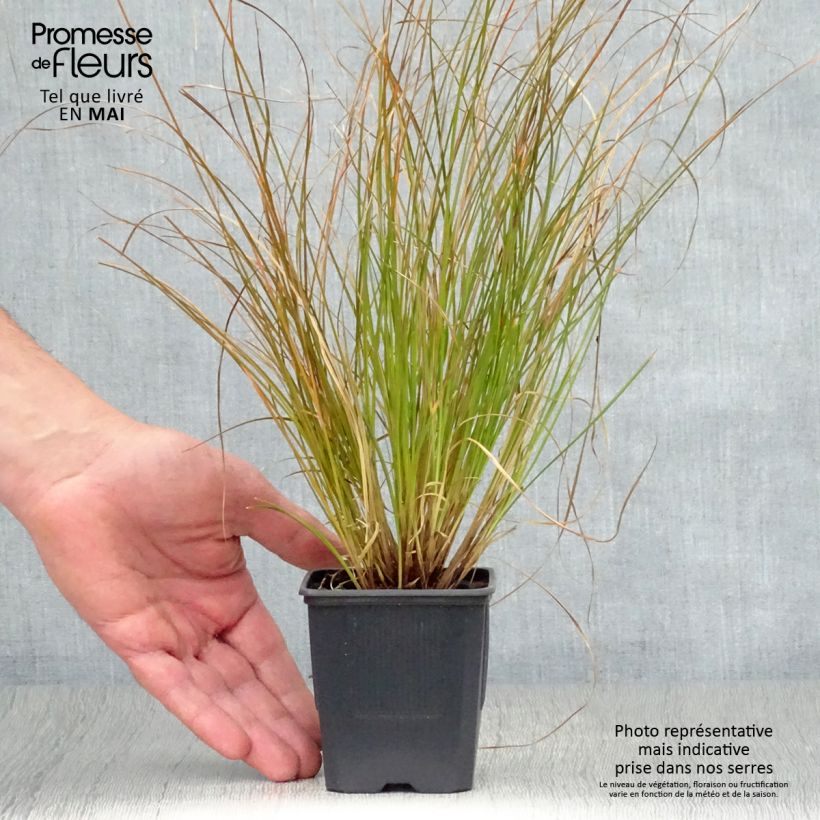 Carex testacea Lime Shine 8/9 cm pot sample as delivered in spring