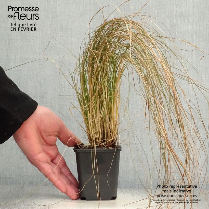 Carex testacea Prairie Fire 8/9 cm pot sample as delivered in winter