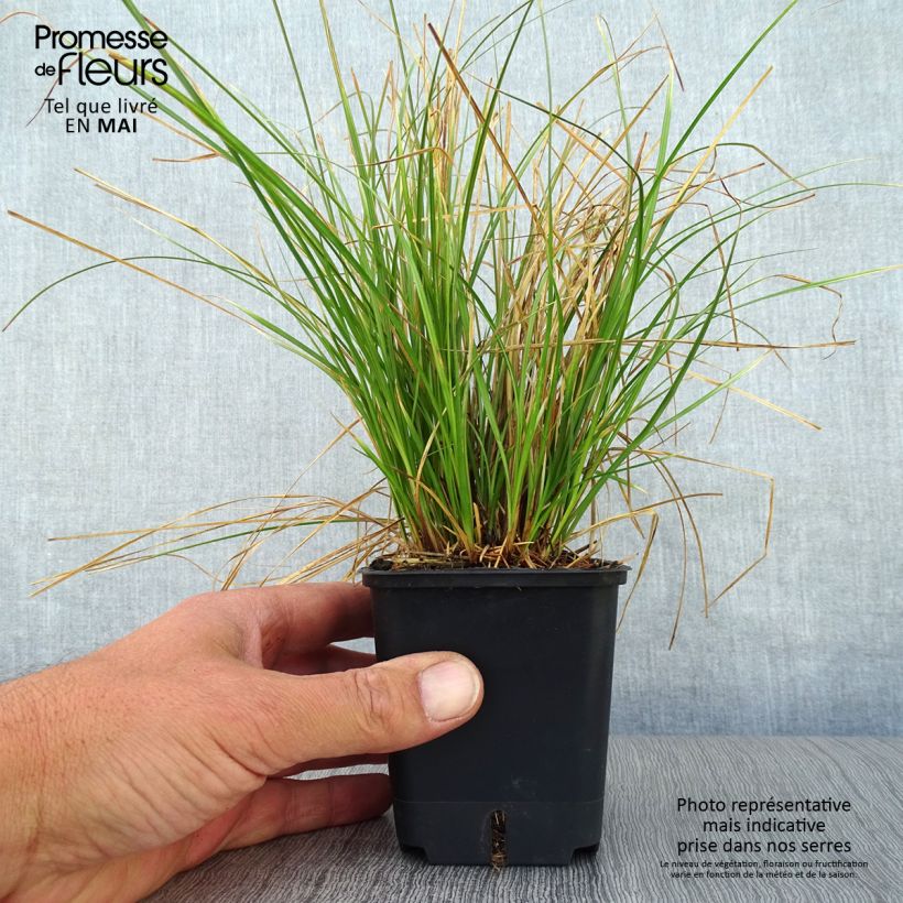 Carex testacea Prairie Fire 8/9 cm pot sample as delivered in spring