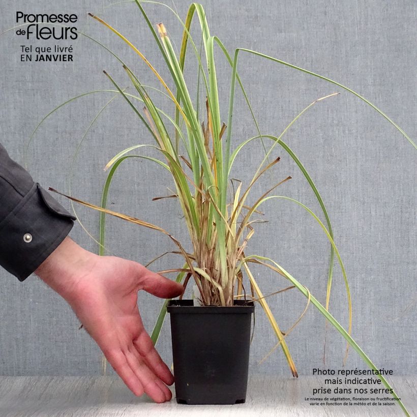 Carex trifida Rekohu Sunrise 8/9 cm pot sample as delivered in winter