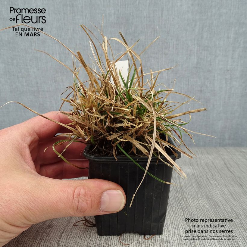 Carex umbrosa 8/9 cm pot sample as delivered in winter