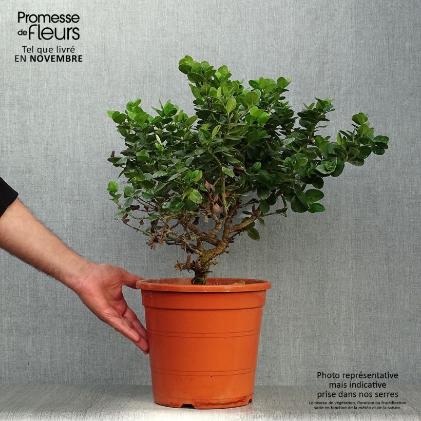 Carissa macrocarpa 7.5L/10L pot sample as delivered in autumn