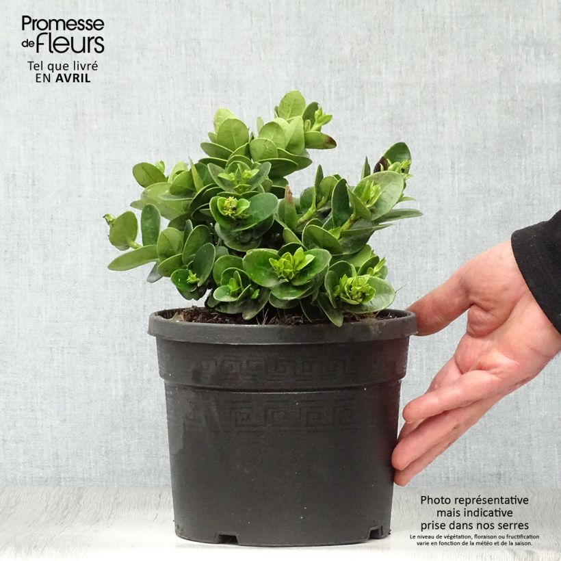 Carissa macrocarpa Prostrata 3L/4L pot sample as delivered in spring