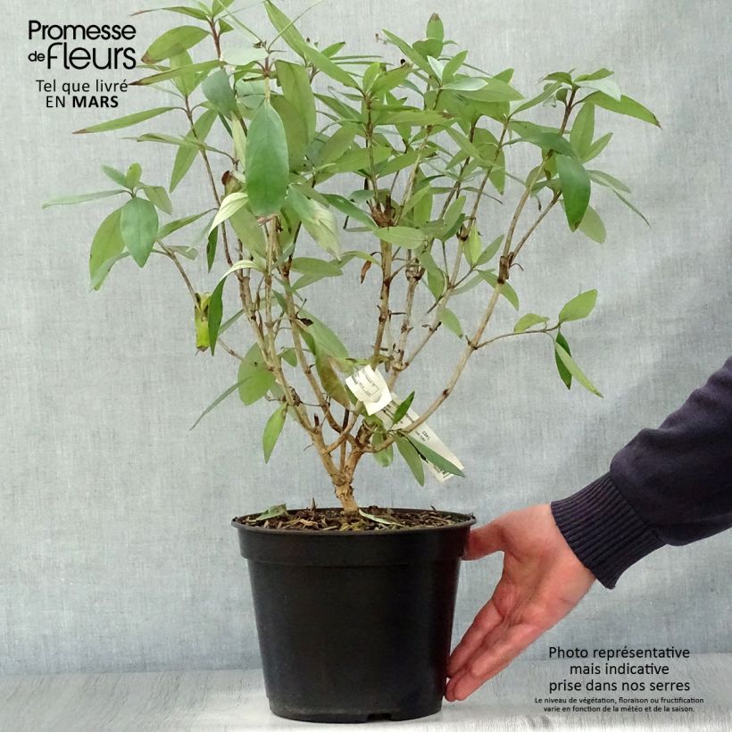 Carpenteria californica Bodnant 3L/4L pot sample as delivered in spring