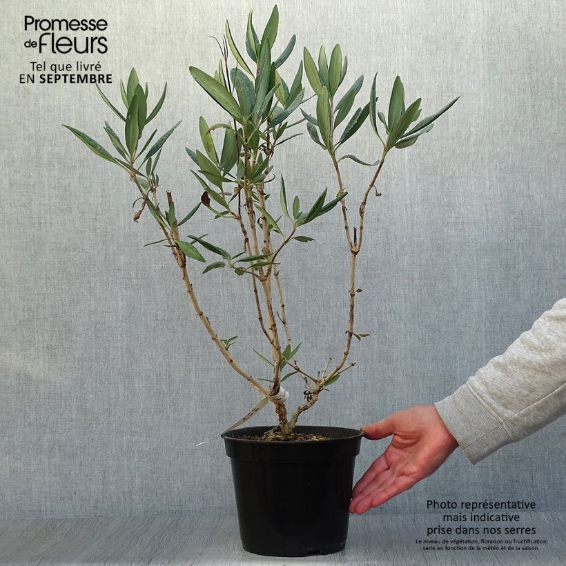 Carpenteria californica Bodnant 3L/4L pot sample as delivered in autumn