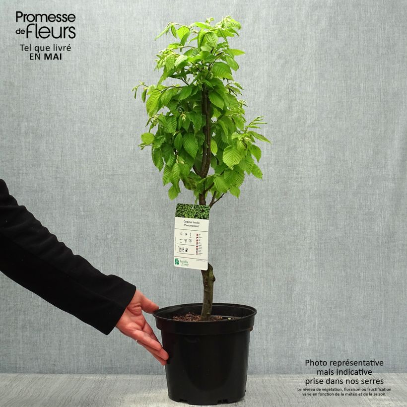 Carpinus betulus Monumentalis - Hornbeam 7.5L/10L pot sample as delivered in spring