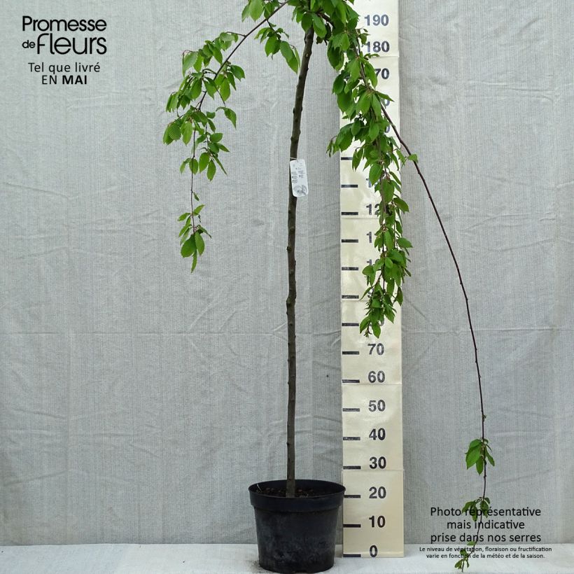 Carpinus betulus Pendula - Hornbeam 7.5L/10L pot, Standard sample as delivered in spring