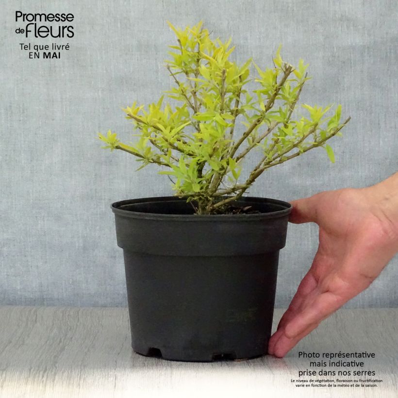 Caryopteris clandonensis Worcester Gold - Bluebeard 2L/3L pot sample as delivered in spring