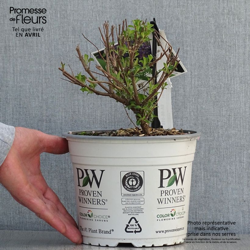 Caryopteris clandonensis Beyond Midnight - Bluebeard 3L/4L pot sample as delivered in spring