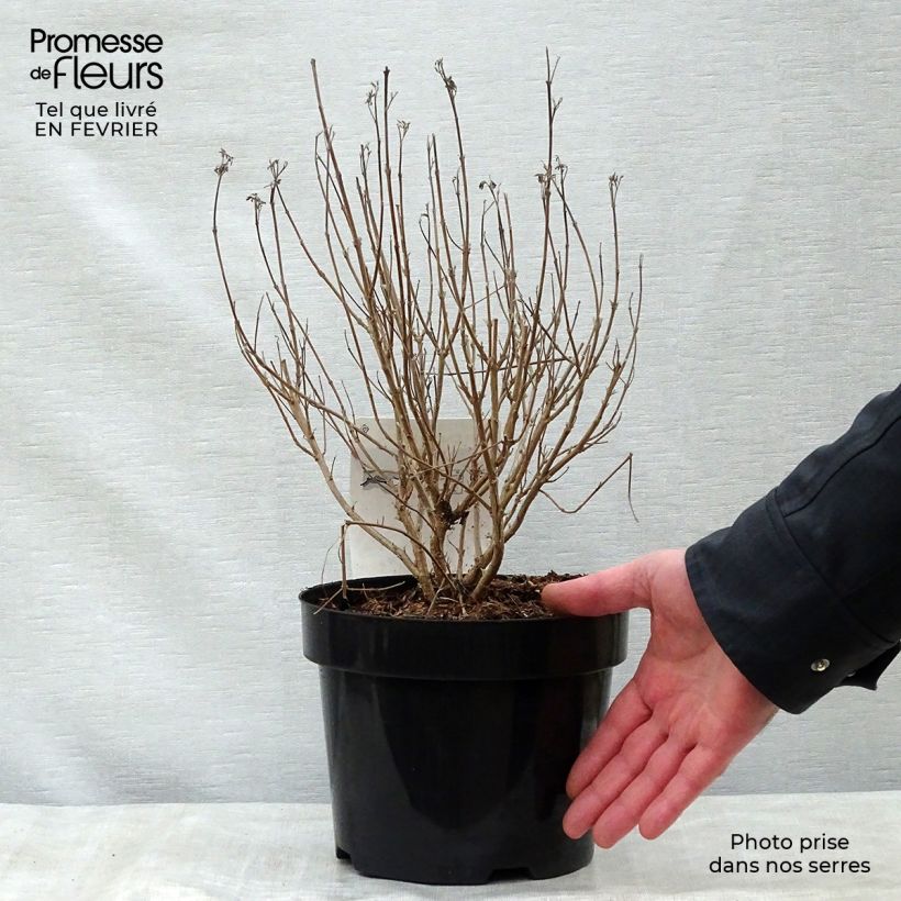 Caryopteris clandonensis First Choice - Bluebeard 2L/3L pot sample as delivered in winter