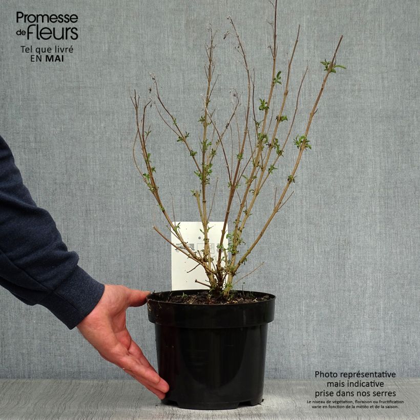 Caryopteris clandonensis First Choice - Bluebeard 2L/3L pot sample as delivered in spring