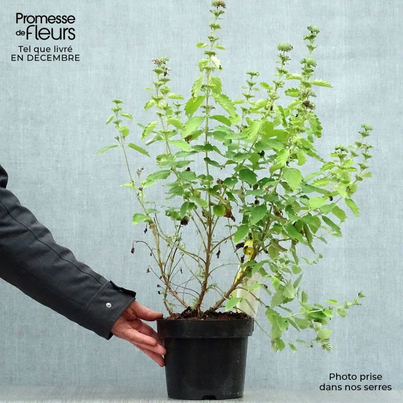 Caryopteris Good as Gold - Bluebeard 2L/3L pot sample as delivered in winter