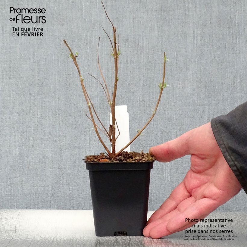 Caryopteris clandonensis Heavenly Blue - Bluebeard 8/9 cm pot sample as delivered in winter