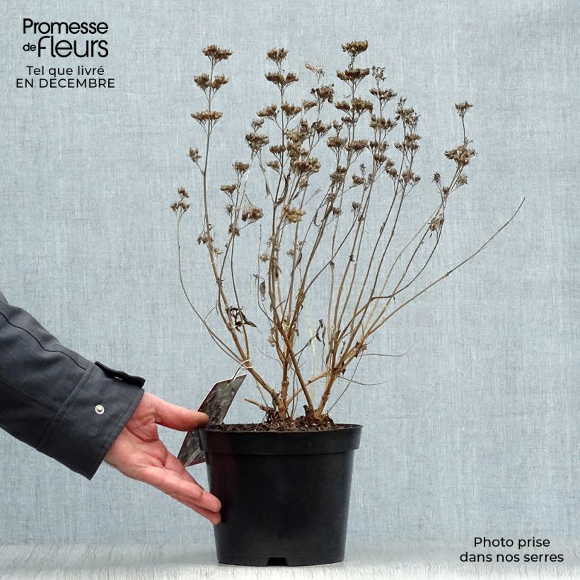 Caryopteris clandonensis Heavenly Blue - Bluebeard 2L/3L pot sample as delivered in winter