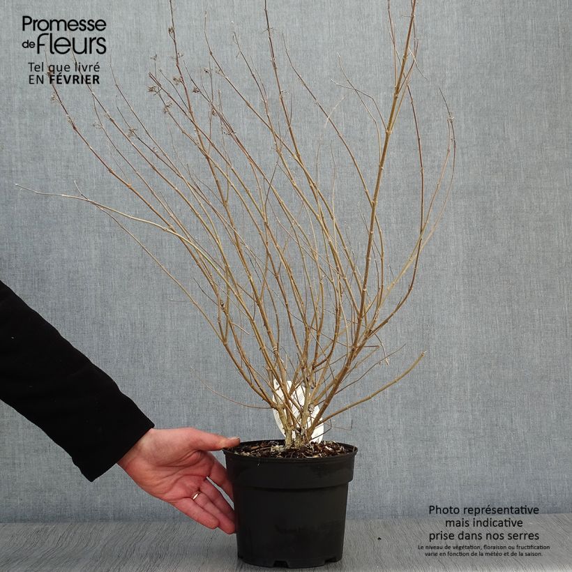 Caryopteris clandonensis Sterling silver - Bluebeard 2L/3L pot sample as delivered in winter