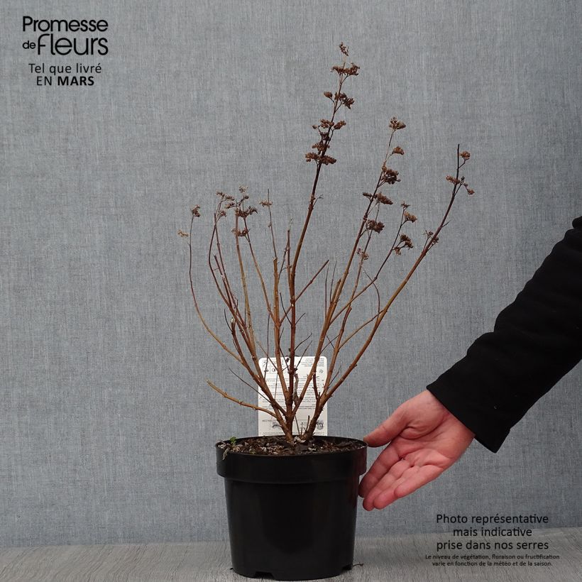 Caryopteris clandonensis Thetis - Bluebeard 2L/3L pot sample as delivered in winter