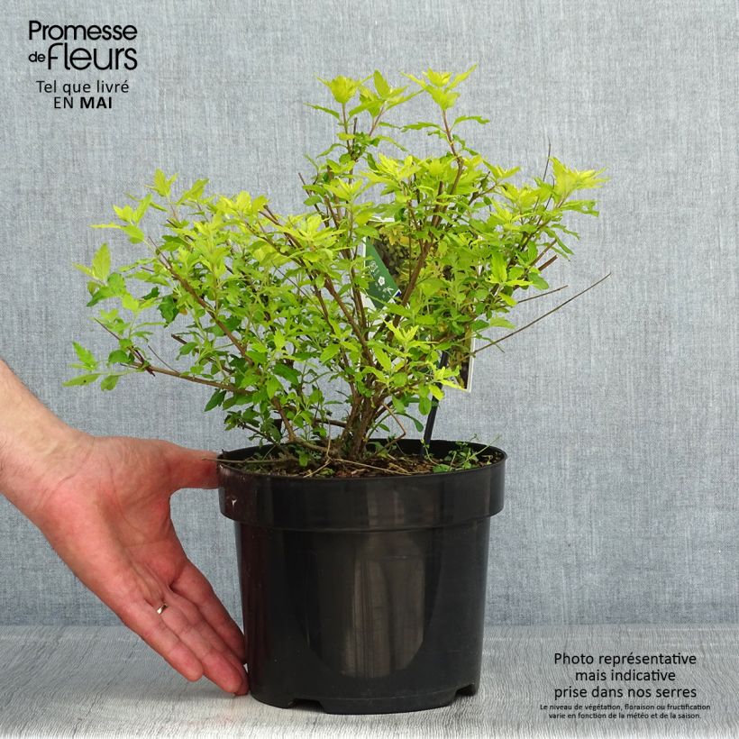 Caryopteris incana Sunny Blue - Bluebeard 2L/3L pot sample as delivered in spring