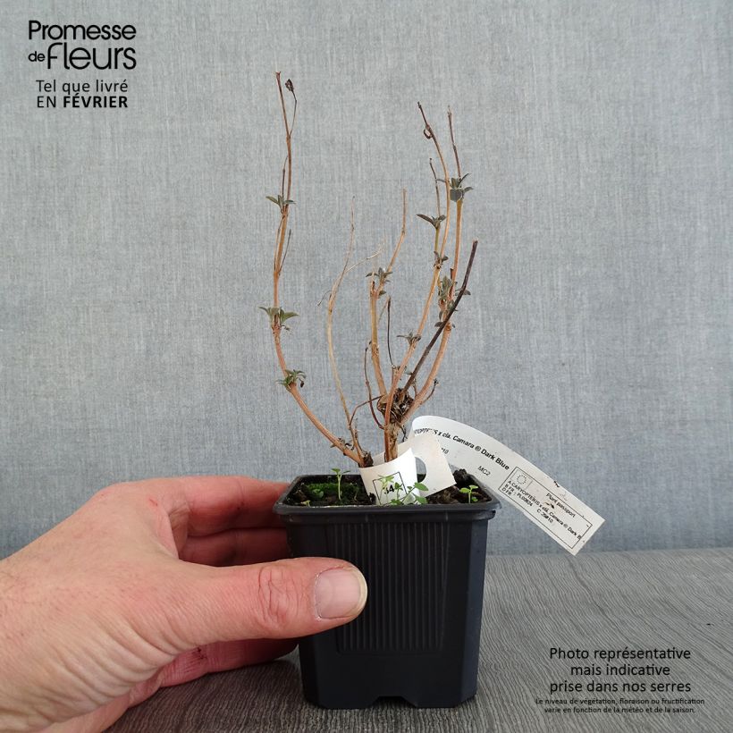 Caryopteris clandonensis Camara Dark Blue - Bluebeard 8/9 cm pot sample as delivered in winter