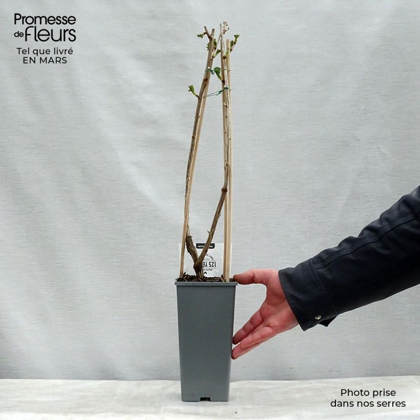 Ribes nidigrolaria Jostaberry 1.5L/2L pot, Bush sample as delivered in spring