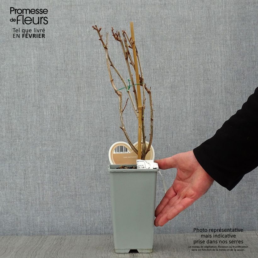 Ribes nidigrolaria Jostaberry 1.5L/2L pot, Bush sample as delivered in winter